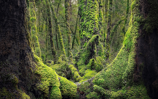 moss and trees screenshot 1