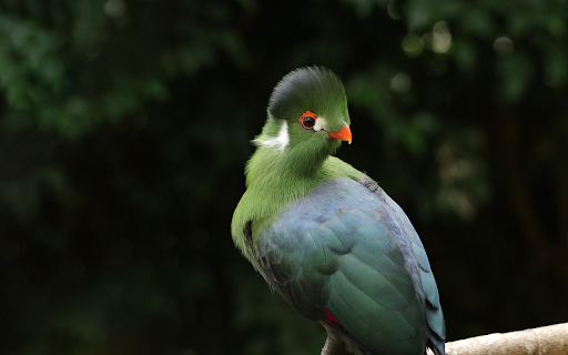 Moss-feathered bird screenshot 1