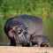 mother and baby hippo wallpaper logo