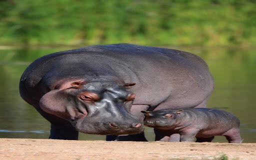 mother and baby hippo wallpaper screenshot 1