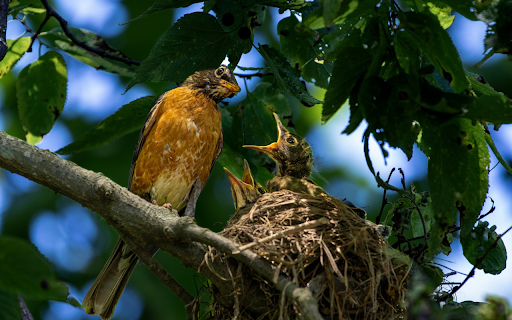 Mother bird and baby bird screenshot 1