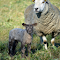 Mother Sheep and Baby Sheep logo