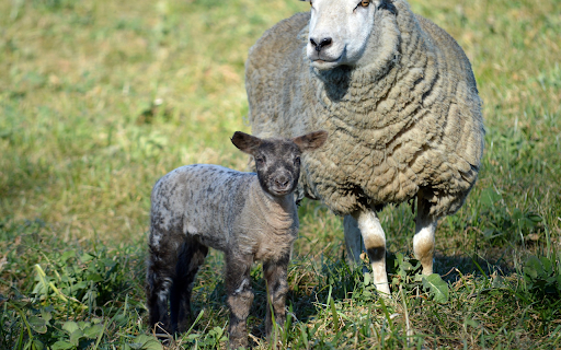 Mother Sheep and Baby Sheep screenshot 1