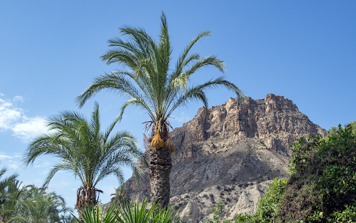 Mountain coconut palm tree screenshot 1