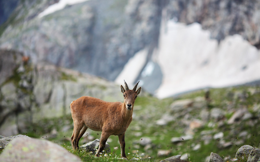 Mountain goat screenshot 1