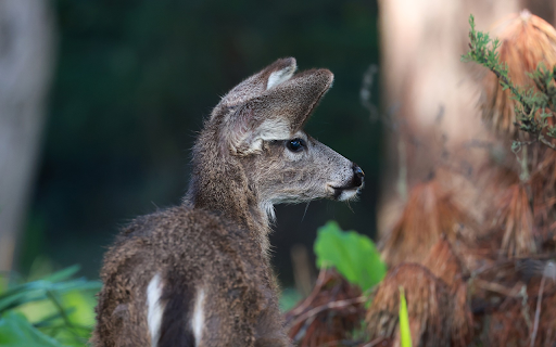 Mouse Fur Deer screenshot 1