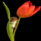 Mouse on red tulips wallpaper logo
