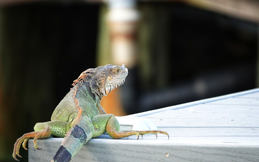 Multicolored Gecko screenshot 1