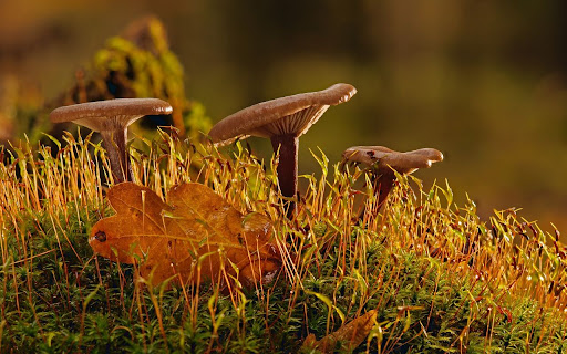 Mushroom Theme screenshot 1