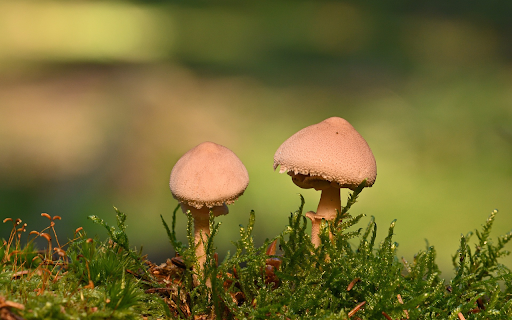 Mushrooms and moss screenshot 1