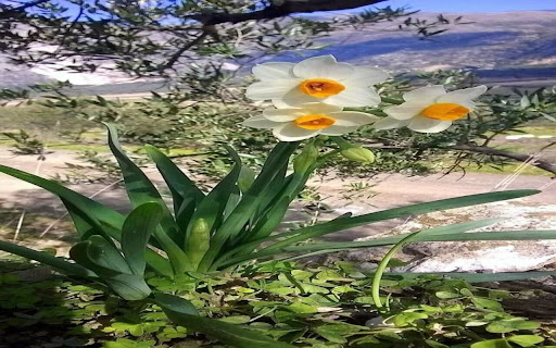 Narcissus flower wallpaper screenshot 1