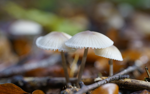 Natural white mushrooms screenshot 1