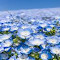 Nemophila flower field wallpaper logo