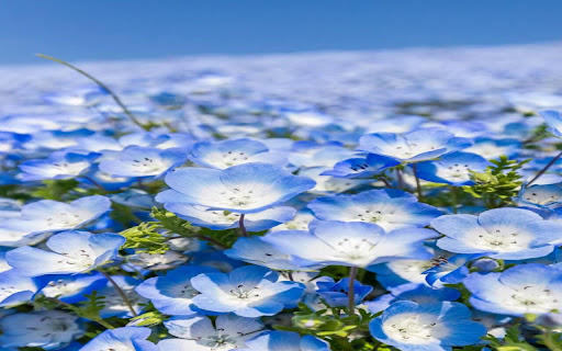 Nemophila flower field wallpaper screenshot 1