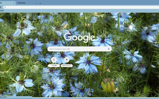 Nigella screenshot 1