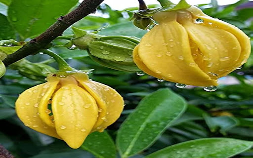 Night flower wallpaper screenshot 1