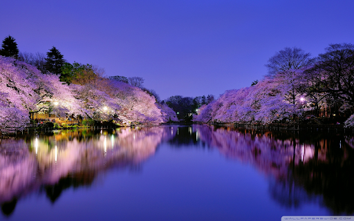 Night Sakura - The Serene Beauty of Osaka screenshot 1