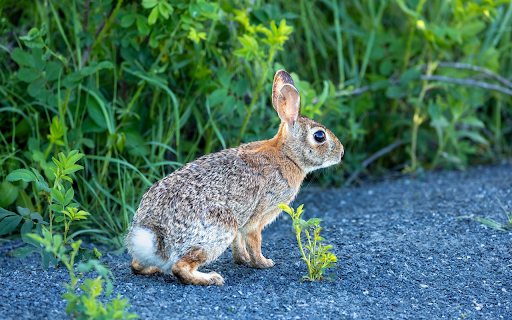 Nimble Hare screenshot 1