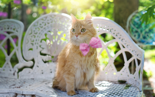 Noble golden cat screenshot 1