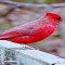 Northern Cardinal bird wallpaper logo