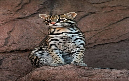 ocelot wallpaper screenshot 1