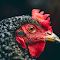 Orange-eyed chicken with red comb logo