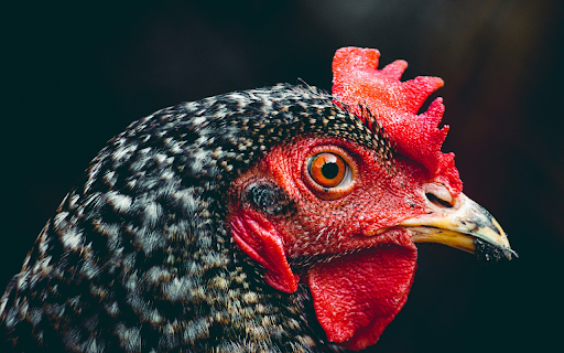 Orange-eyed chicken with red comb screenshot 1