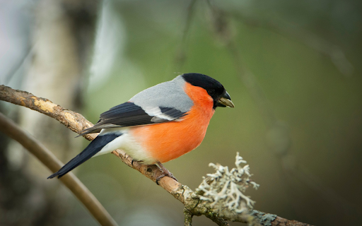 Orange Feathered Bird screenshot 1