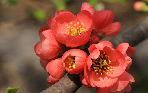 Orange flowers screenshot 1