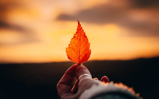 Orange leaf screenshot 1