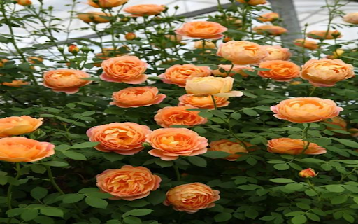Orange Rose Wallpaper screenshot 1