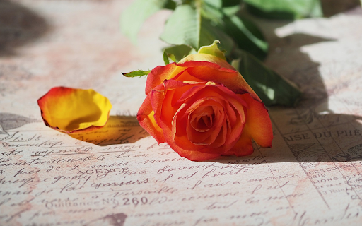 Orange roses on paper screenshot 1