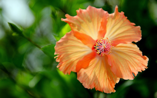 Orange yellow flowers screenshot 1