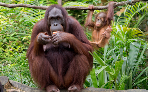 Orangutan screenshot 1