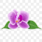 Orchid logo