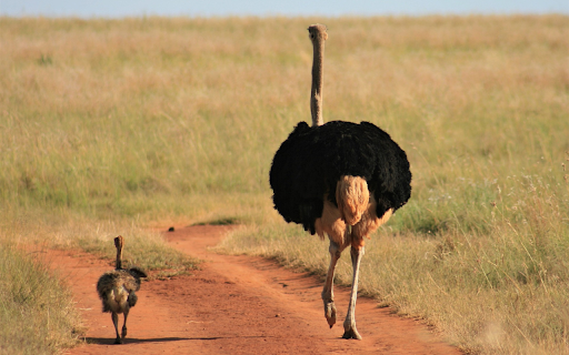Ostrich mother and child screenshot 1