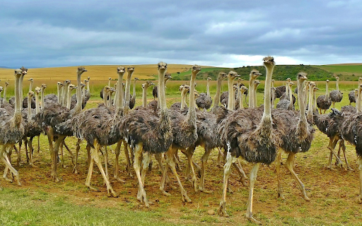 Ostriches gather screenshot 1