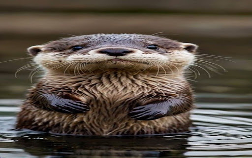 otter wallpaper screenshot 1