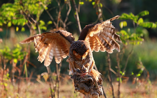 owls catch prey small lizard screenshot 1