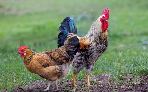 Pair of breeding chickens screenshot 1