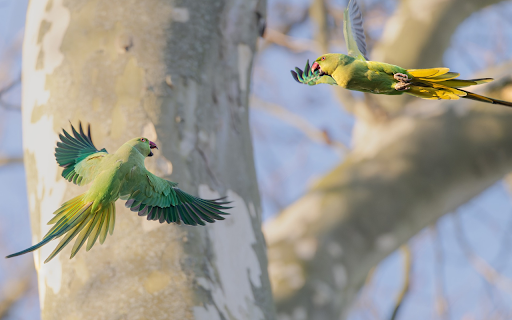 Pair of green parrots screenshot 1
