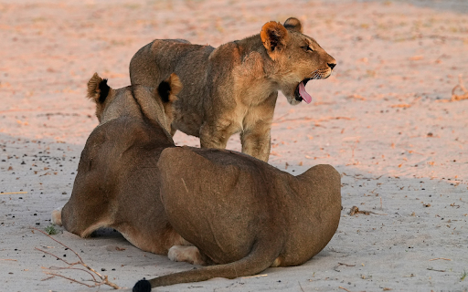 Pair of lions in the desert screenshot 1