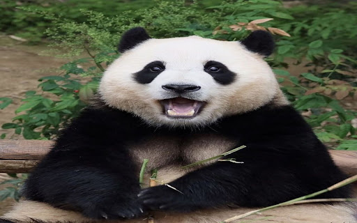 panda wallpaper screenshot 1