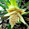 Pandanus flower wallpaper logo