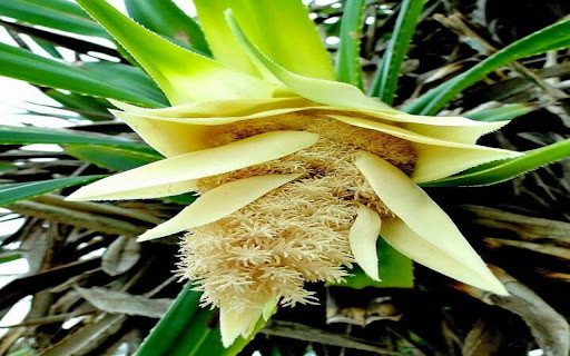 Pandanus flower wallpaper screenshot 1