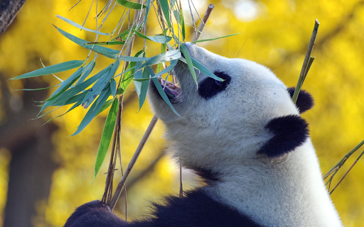 Pandas eat leaves screenshot 1