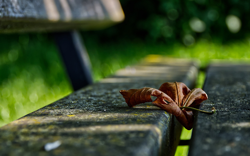 Park bench and leaf screenshot 1