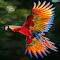 Parrot wallpaper logo