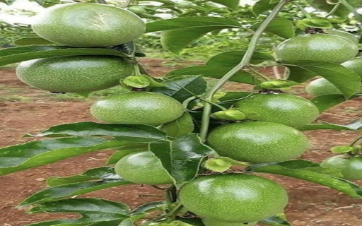 Passion Fruit Wallpaper screenshot 1