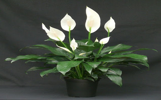peace lily wallpaper screenshot 1